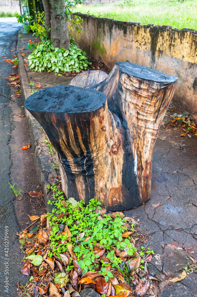 Fototapeta premium tree mutilation, environmental degradation in Brazil