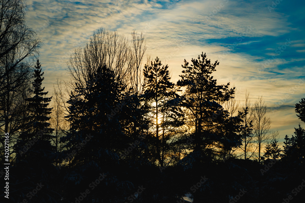 Fototapeta premium A winter country landscape with trees silhouettes in sunset.
