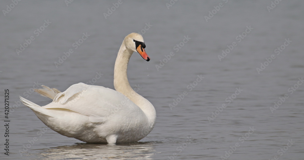 Mute swan on blue river, cygnus olor