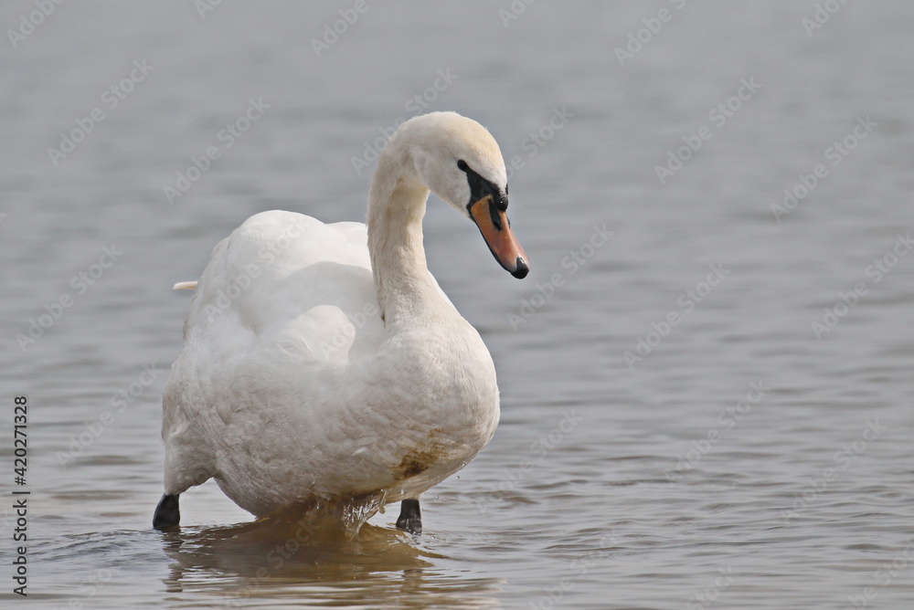 Mute swan on blue river, cygnus olor Mute swan on blue river, cygnus olor