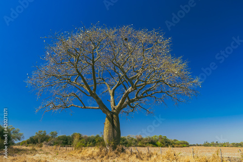 palo borracho, Ceiba speciosa, árbol botella, árbol del puente, toborochi, árbol de la lana, palo rosado, samohú, lupuna hembra photo