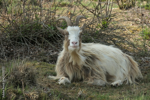 A beige Brown spotted longhaired land goat in the grass. Up close.