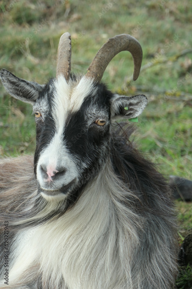 The head of a longhaired Black and white land goat with curled horns. Straight from the front and close.