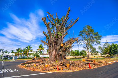 tree mutilation, environmental degradation in Brazil