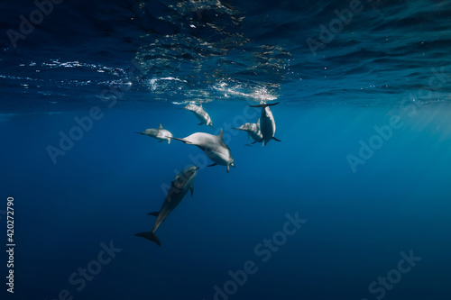 Spinner dolphins in tropical blue ocean with sunlight.