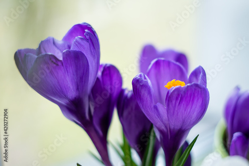Bright beautiful purple crocus flower stands on the windowsill