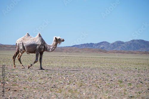 A camel in desert of Western Mongolia