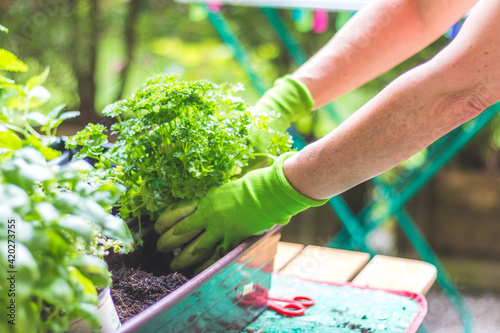 Urban gardening: Woman is planting fresh vegetables and herbs on fruitful soil in the own garden, raised bed.