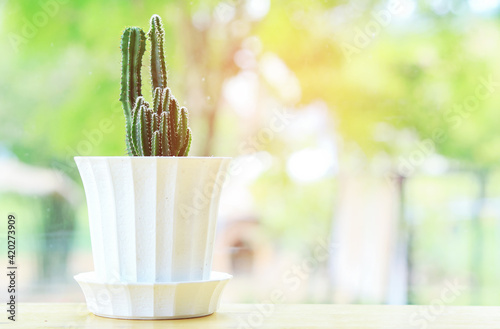 Cactus in white pots on green nature background.