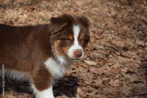 australian shepherd dog on the walk