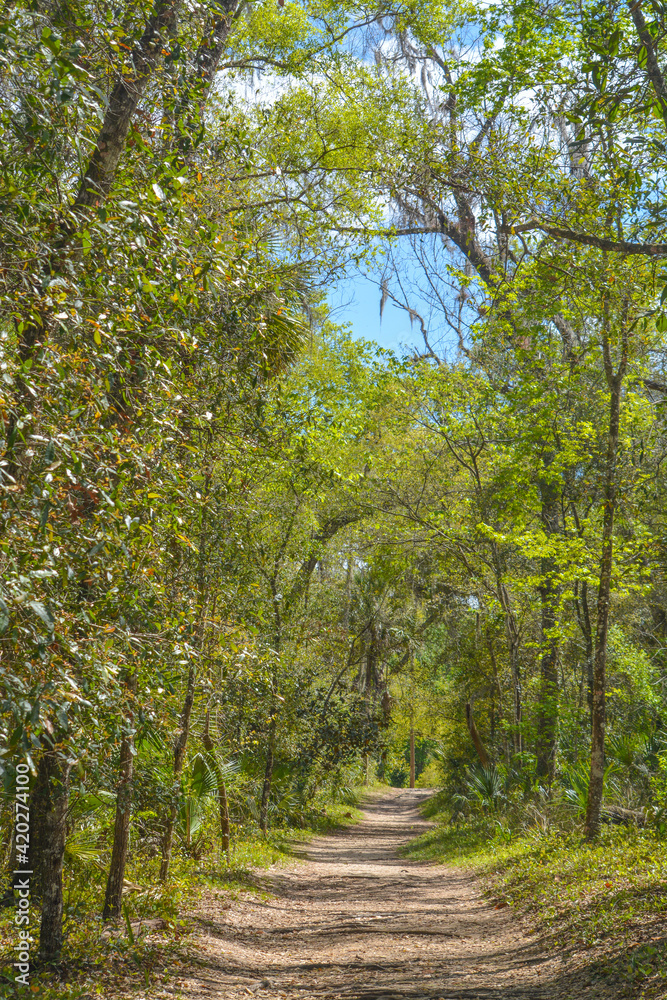 Fototapeta premium A relaxing, peaceful walking path through Wekiwa Springs State Park in Apopka, Seminole County, Florida