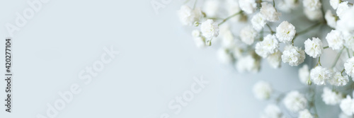 White flowers of the gypsophila. Gentle spring background. Soft focus.