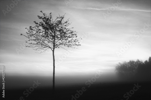 Baum im Nebel schwarz wei  