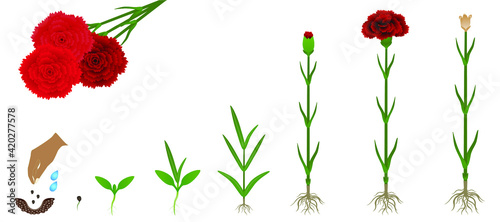 Cycle of growth of a carnation flowers isolated on a white background.