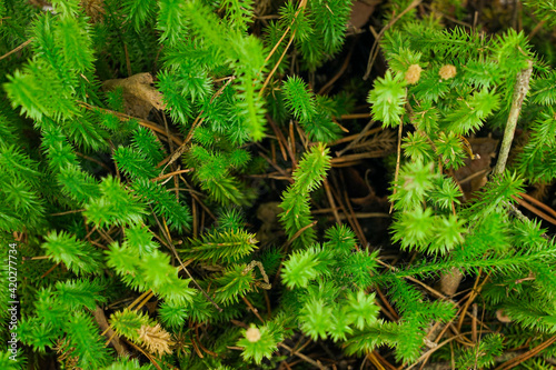 Texture of green forest moss. Close-up