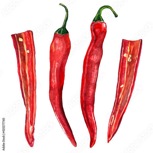 Chile. Red pepper pods in watercolor. Illustration on white back