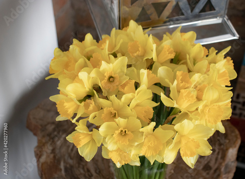 daffodils