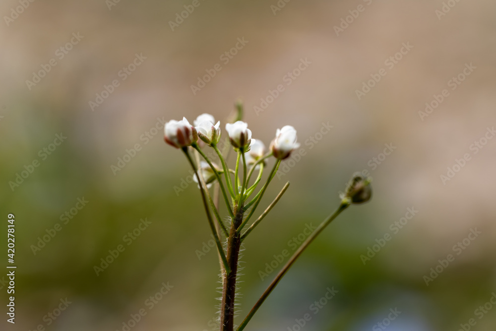 shepherd's purse, one of the wild vegetables representing early spring shepherd's purse, one of the wild vegetables representing early spring