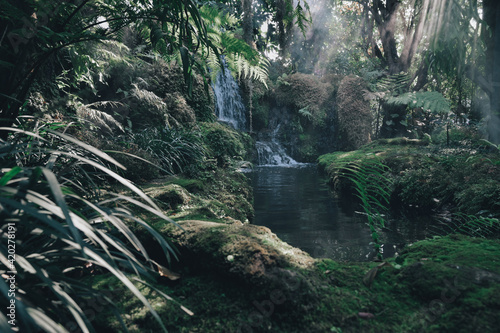 beautiful waterfall in the rain forest