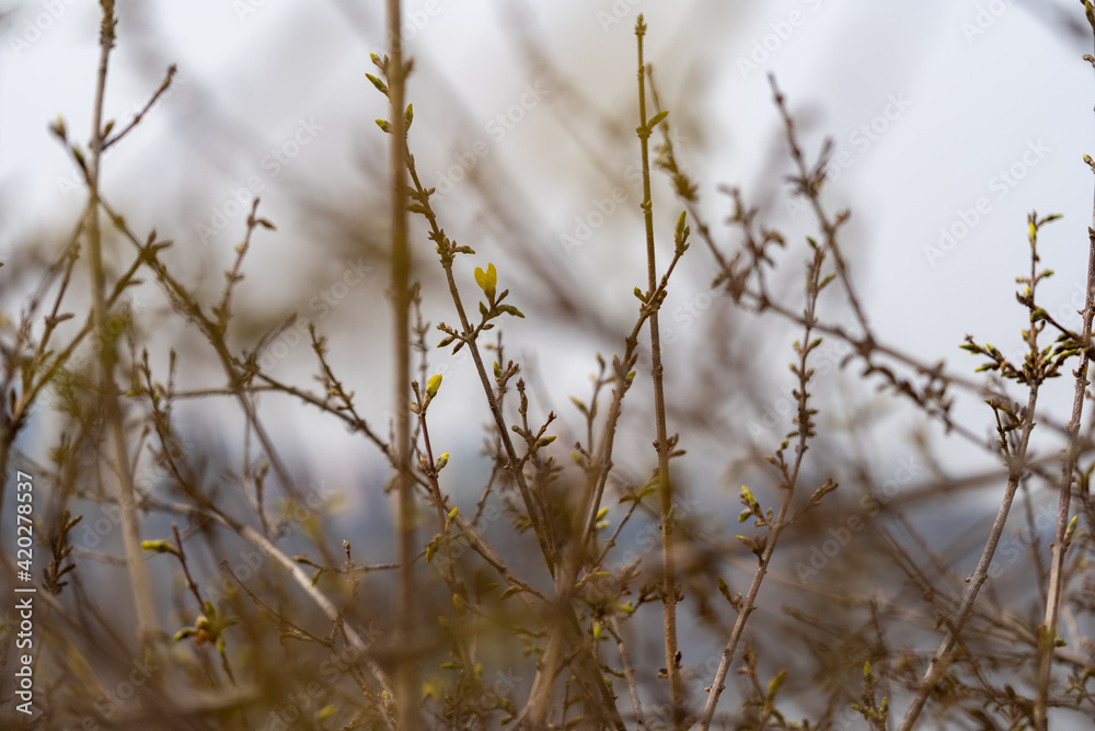 Forsythia buds just blooming in early spring