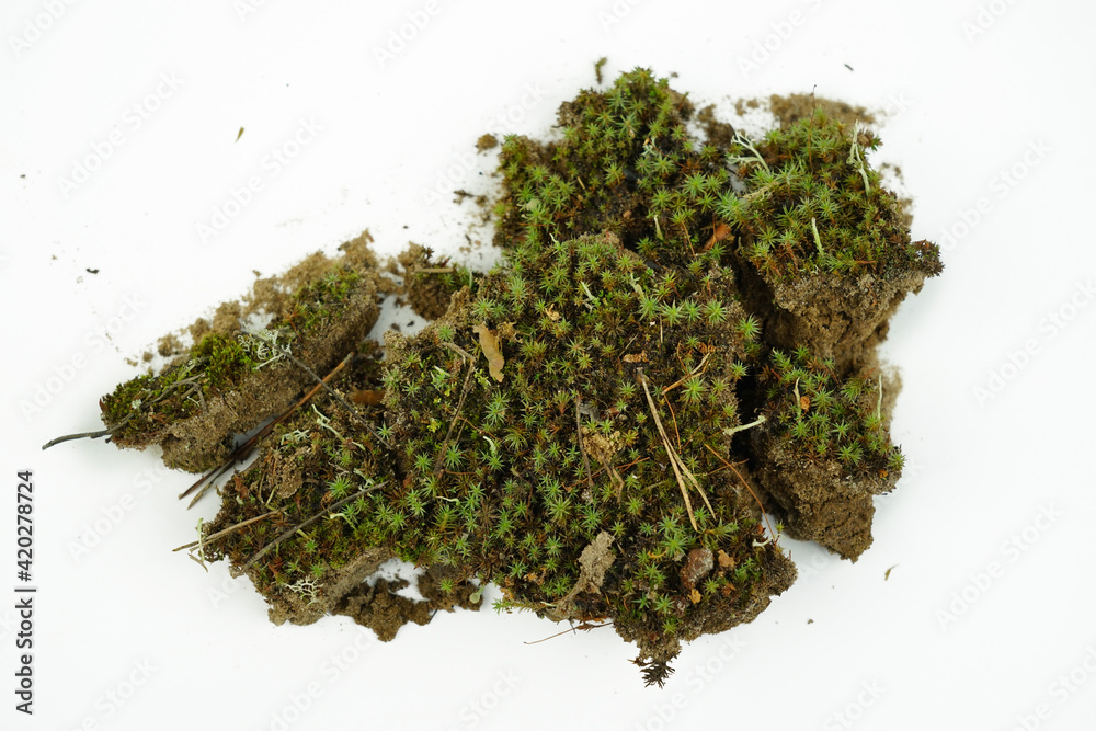 Composition of moss, stones and dry branches on white background Composition of moss, stones and dry branches on white background