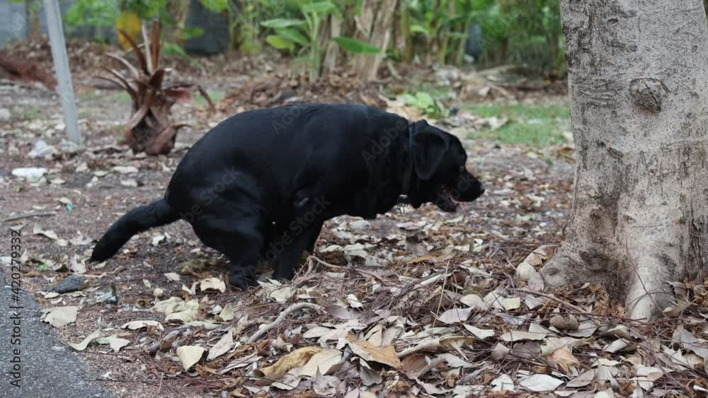 Black Labrador Retriever Dog Pooping on the Ground Stock Video | Adobe ...