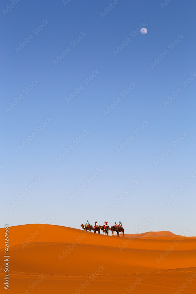 Fototapeta Camels in the desert