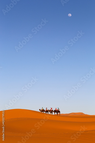 Camels in the desert