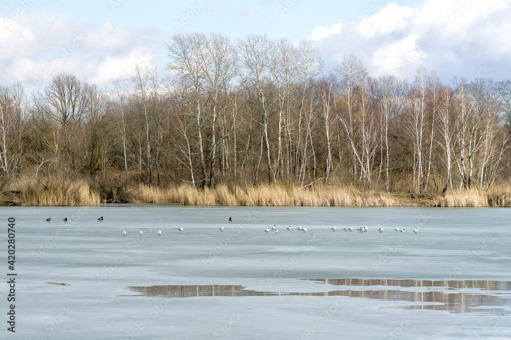 Winter or early spring landscape with frozen water and forest in Poland, Europe. Water birds on the melting ice sheet covering the lake or pond.