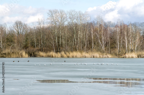 Winter or early spring landscape with frozen water and forest in Poland  Europe. Water birds on the melting ice sheet covering the lake or pond.