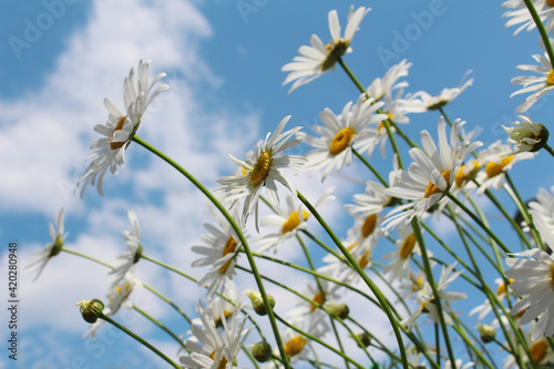 Blossoming white daisies