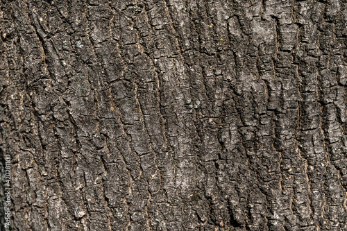 Embossed texture of the bark