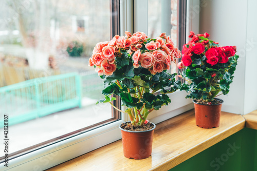 Bright begonias on the window. Gardening at home. Selective focus. Place for text. photo