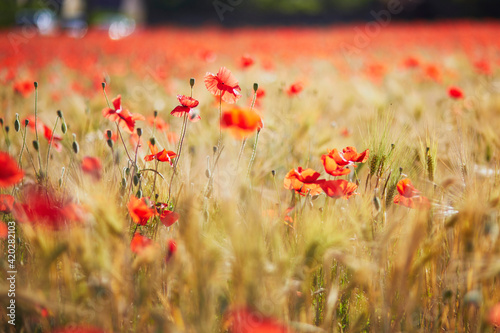 Beautiful field of red blooming poppies and golden wheat spikes