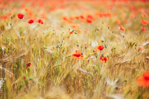 Beautiful field of red blooming poppies and golden wheat spikes