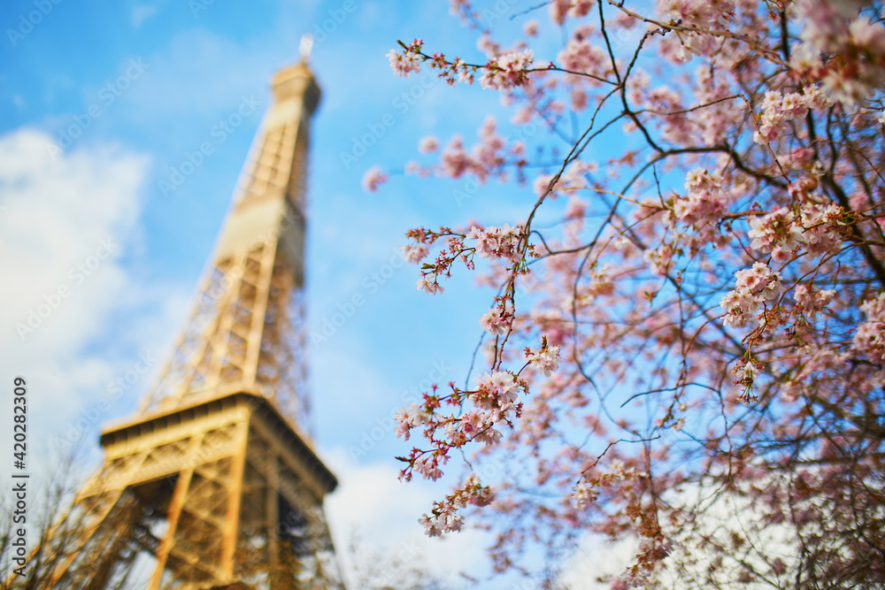 Cherry blossom tree in full bloom near the Eiffel tower in Paris