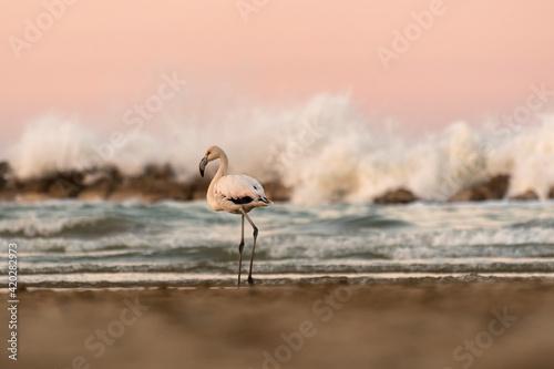 flamingo at the beach at sunset