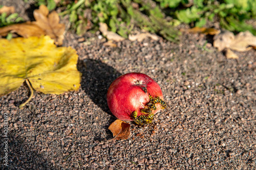 Wasps eat a red apple that has fallen to the ground.