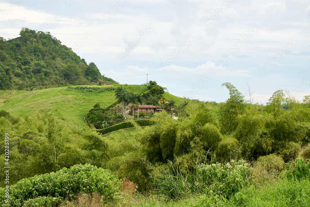 Naklejka premium Coffee Cultural Landscape. Area with coffee and guadua plantations located la zona de Combia in municipality of Pereira Colombia.
