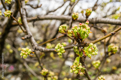 Young pear buds, before flowering in spring. 