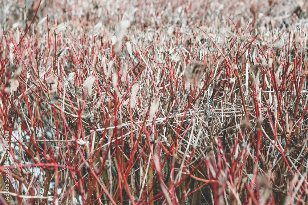 autumn bushes background for your projects autumn bushes background for your projects