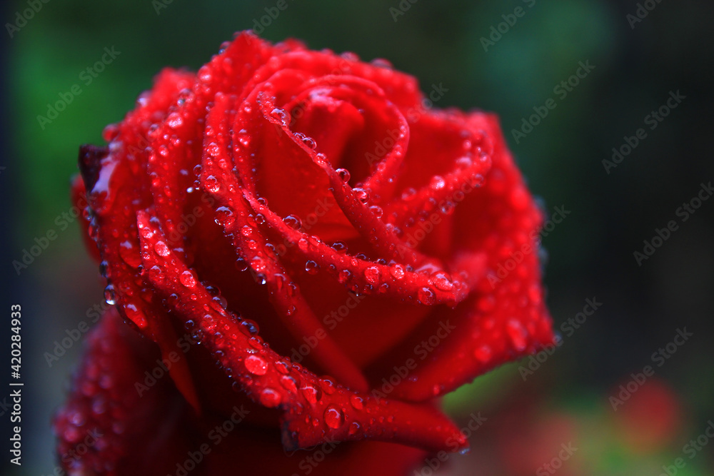 Close-up of a red rose after a morning shower in October (Radda in Chianti, Tuscany, Italy) Close-up of a red rose after a morning shower in October (Radda in Chianti, Tuscany, Italy)