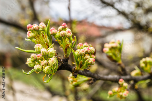 Young pear buds, before flowering in spring. 