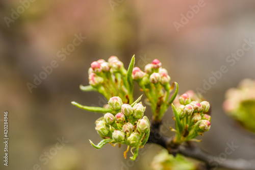 Young pear buds, before flowering in spring. 