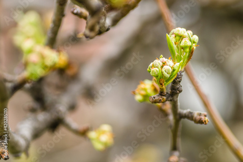 Young pear buds, before flowering in spring. 