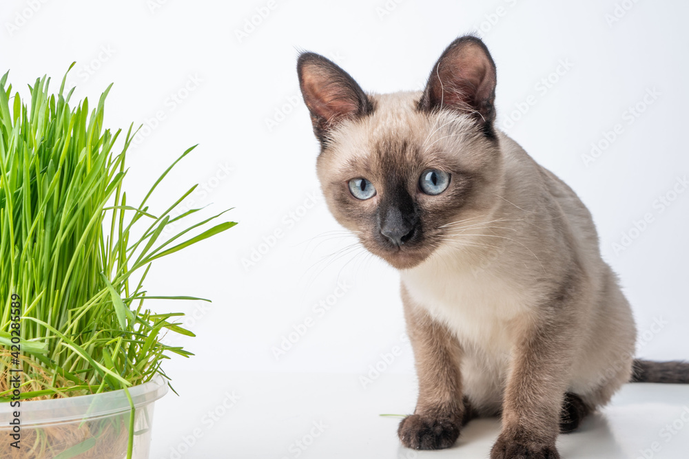 a Siamese cat kitten eats grass for cats. vitamins for cats