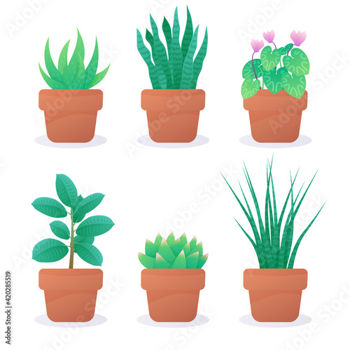 Set of six different home plants in a clay pots. Succulent, cyclamen. Vector illustration isolated on white background.