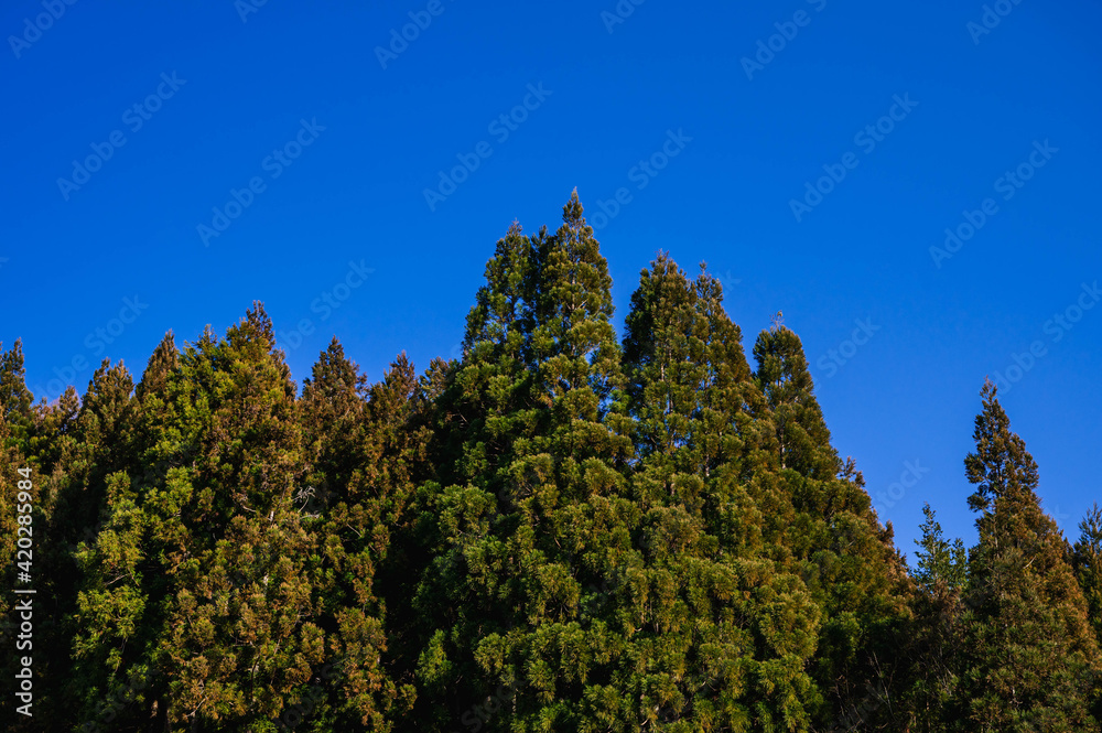青空と杉の木