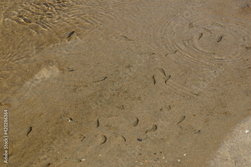 Female Drab Desert Pupfish Spawning, Death Valley, California, in the Salt Creek Habitat and Surviving the Extreme Life in the Desert photo