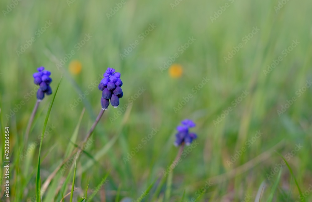 muscari neglectum flower, bulbous wild plant muscari neglectum flower, bulbous wild plant